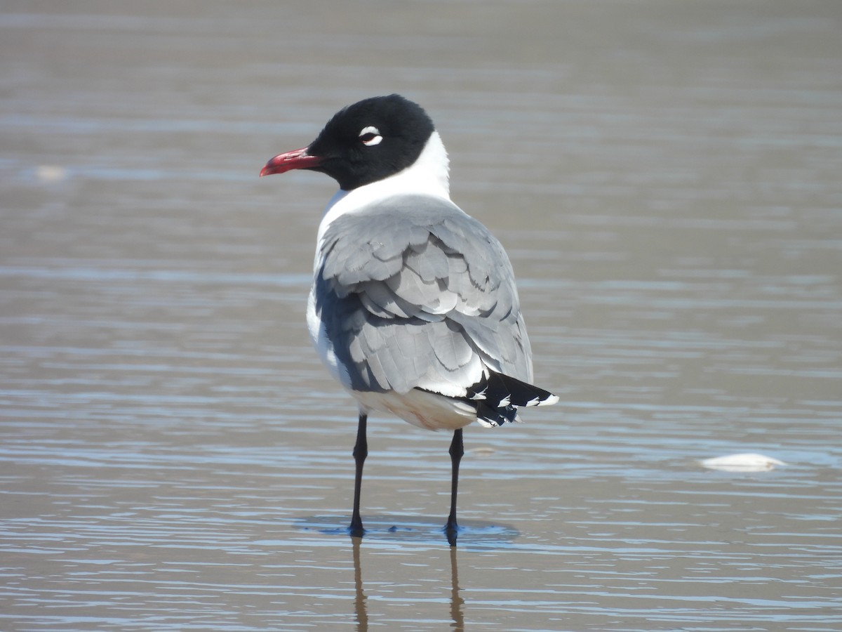 Mouette de Franklin - ML636190273