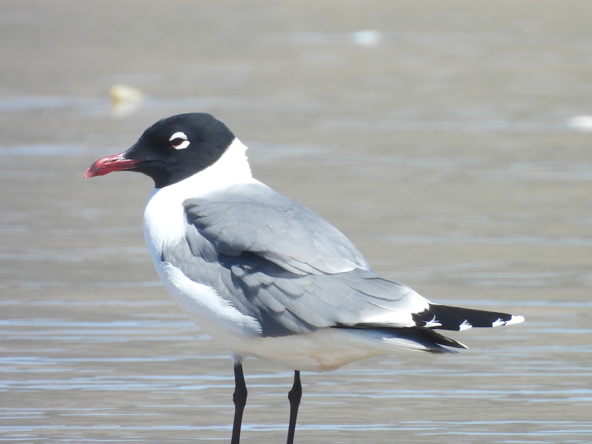 Mouette de Franklin - ML636190274