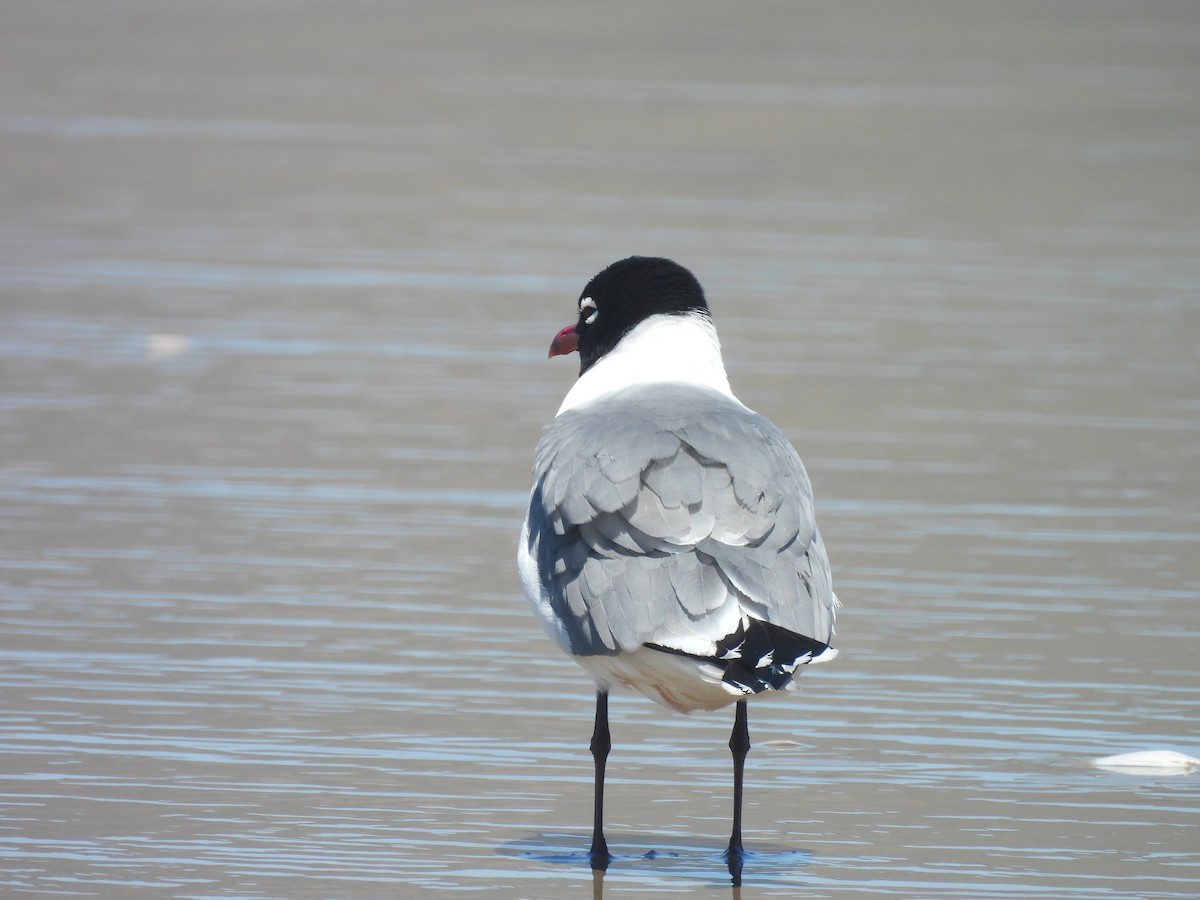 Mouette de Franklin - ML636190279