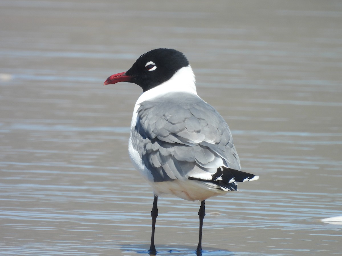 Mouette de Franklin - ML636190280