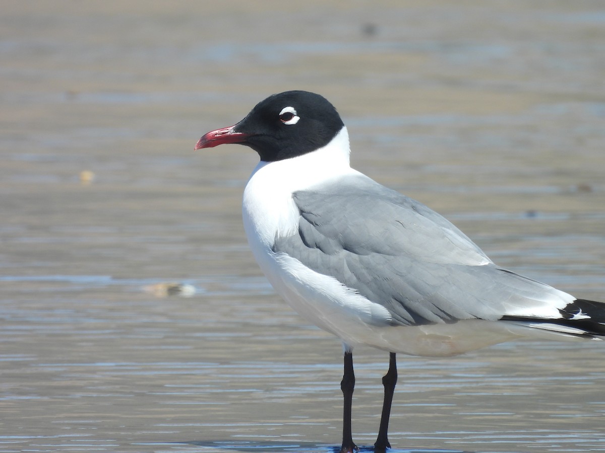Mouette de Franklin - ML636190282
