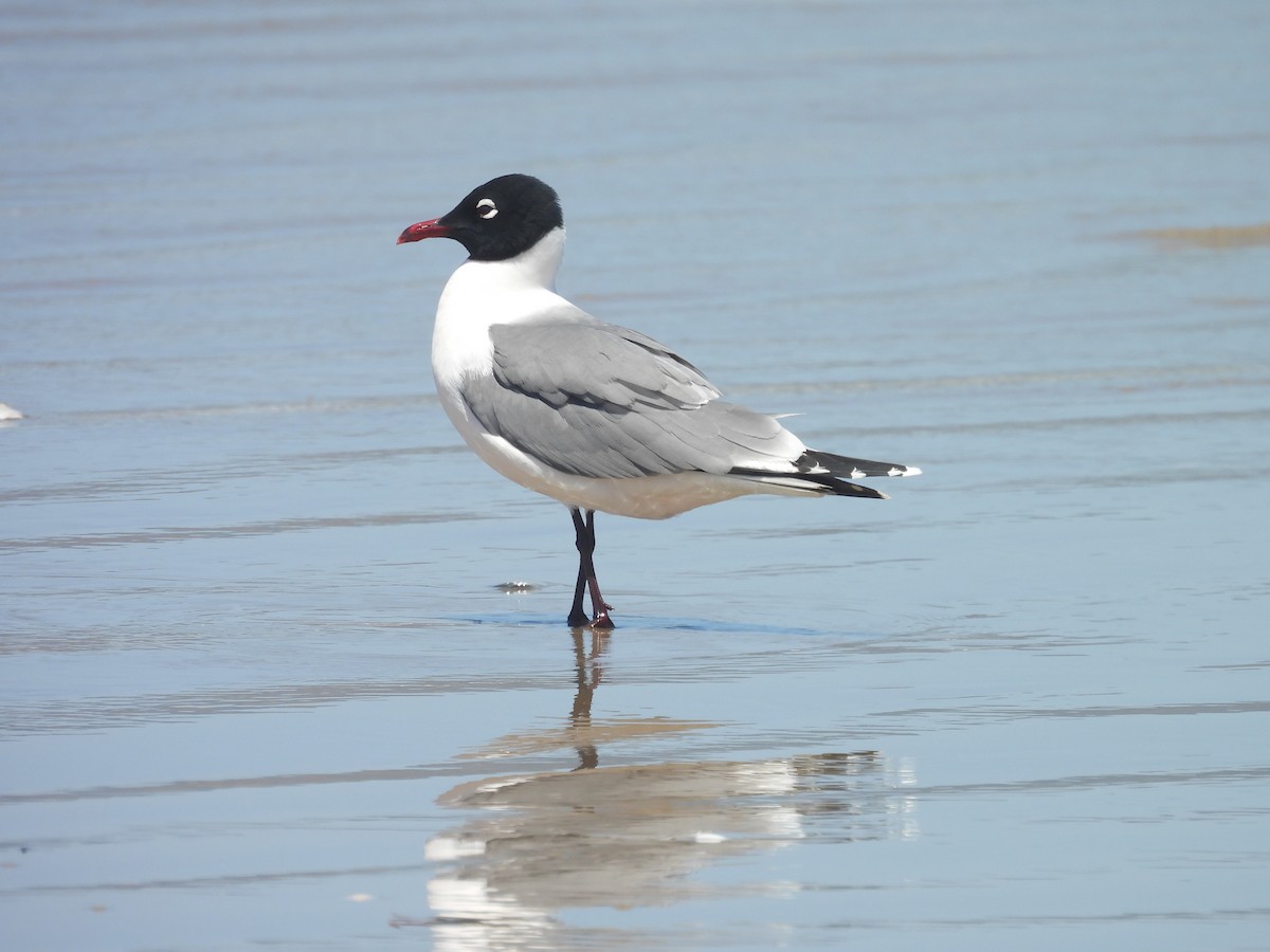 Mouette de Franklin - ML636190283