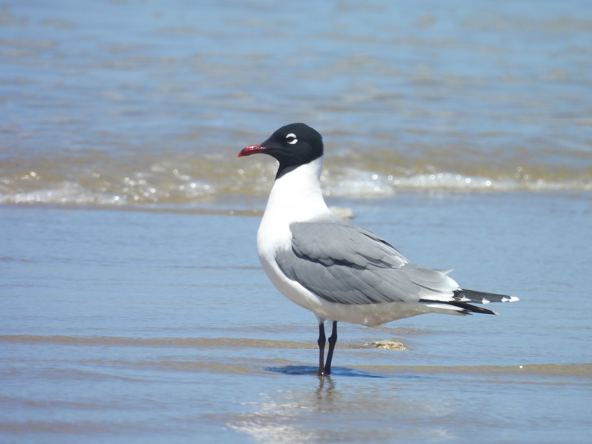 Mouette de Franklin - ML636190284