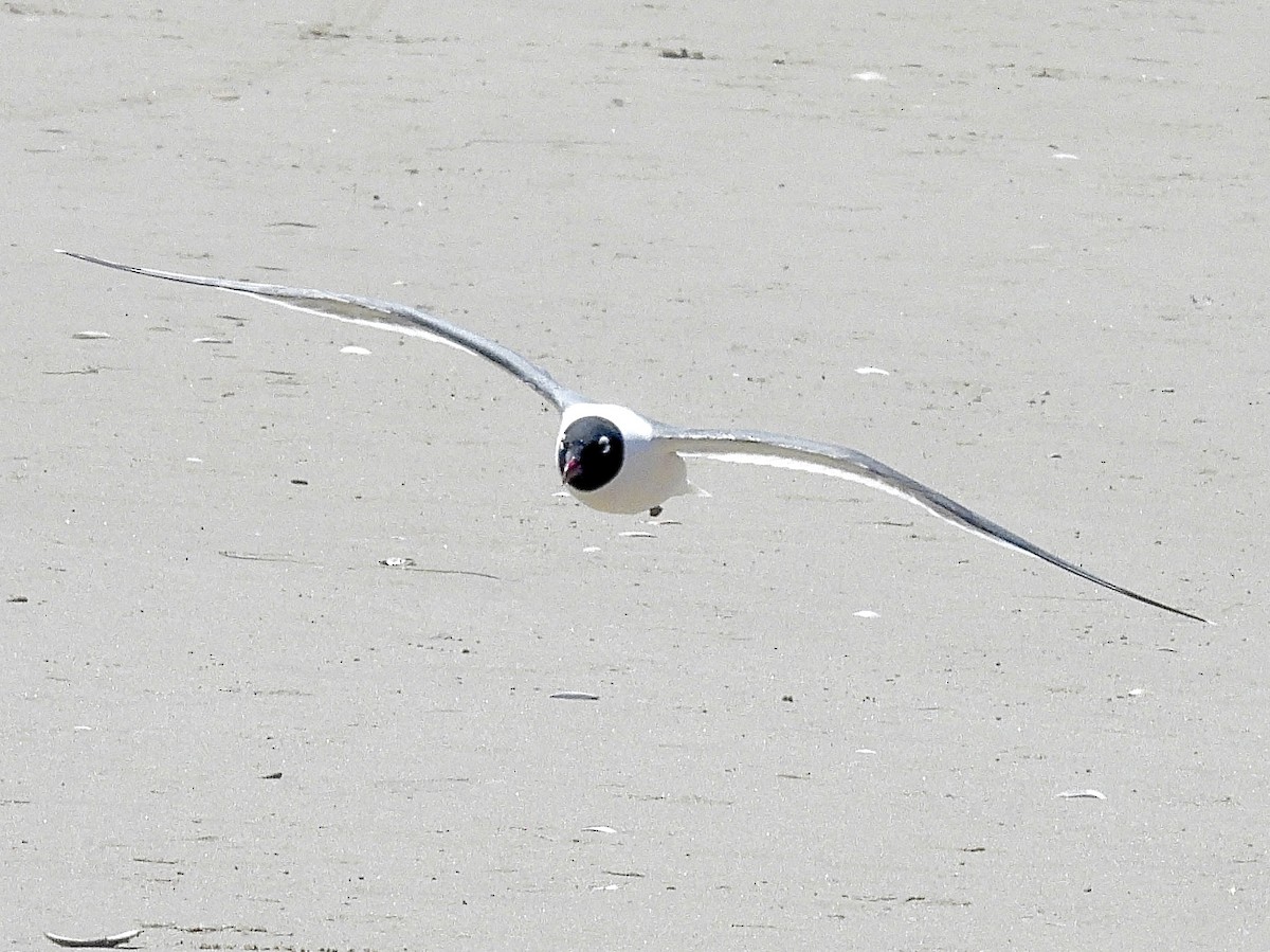 Mouette de Franklin - ML636190413