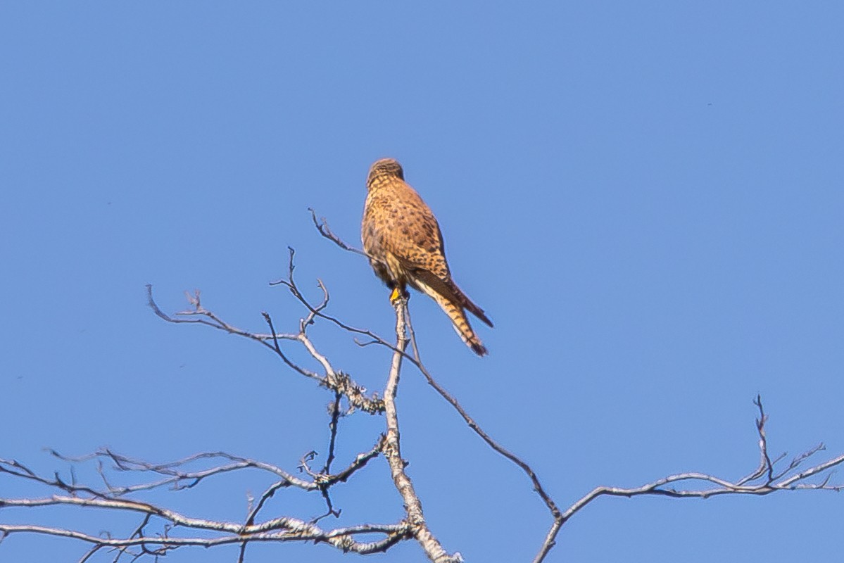 Eurasian Kestrel - ML636190416