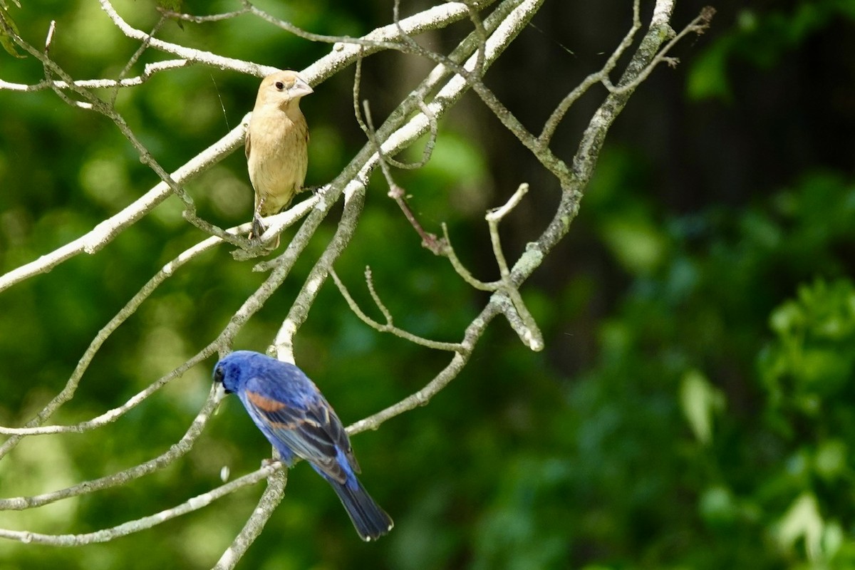 Blue Grosbeak - ML636190436
