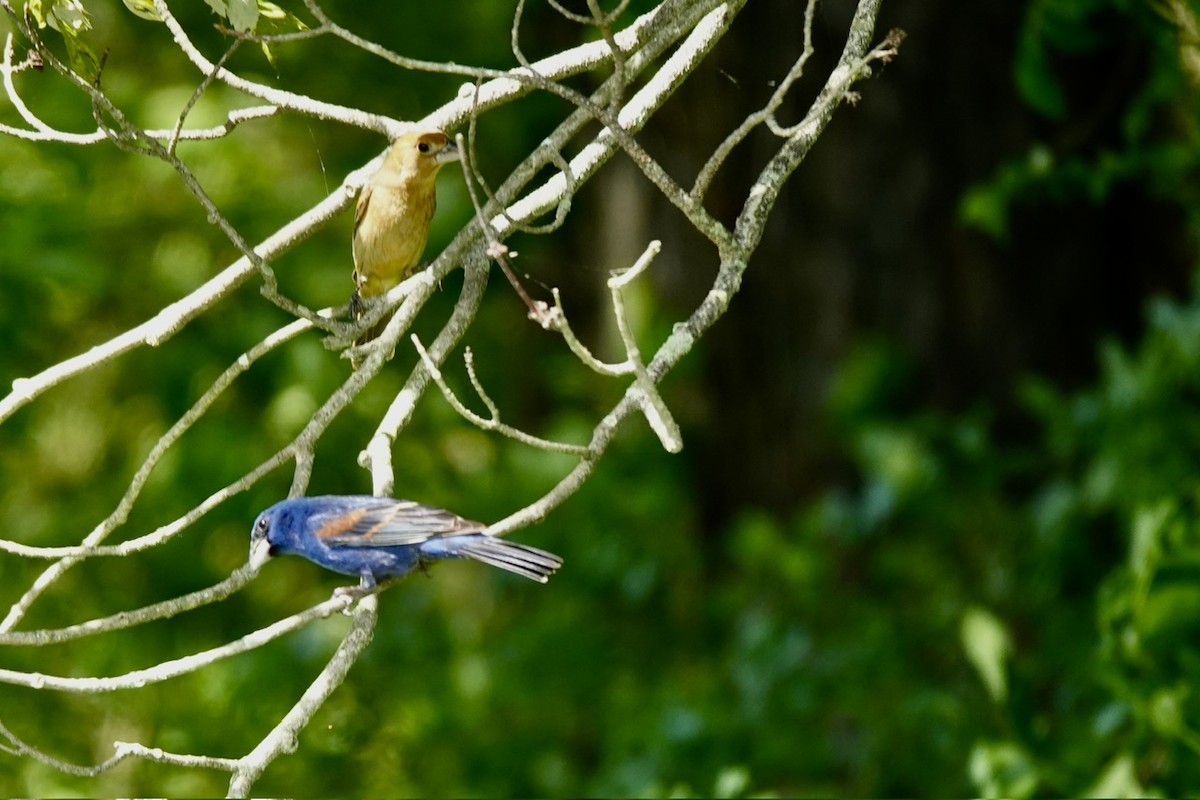 Blue Grosbeak - ML636190437