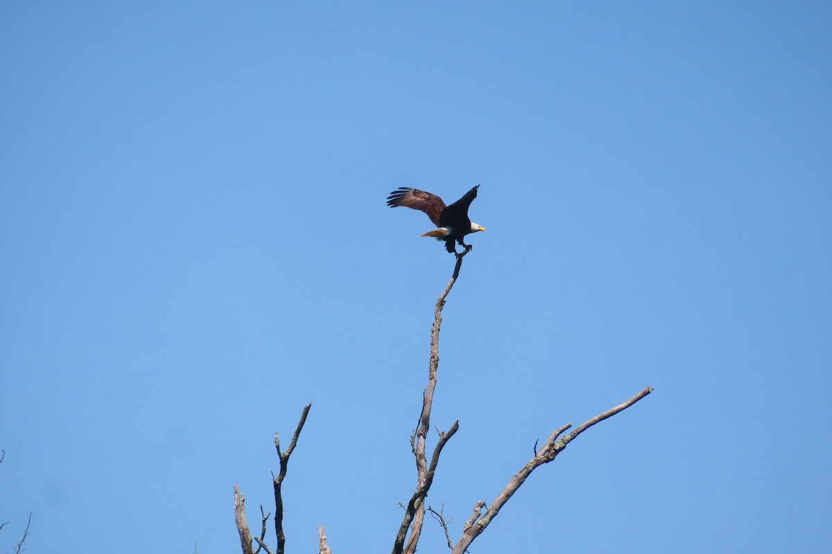 Itsas arrano buruzuria - ML636190560