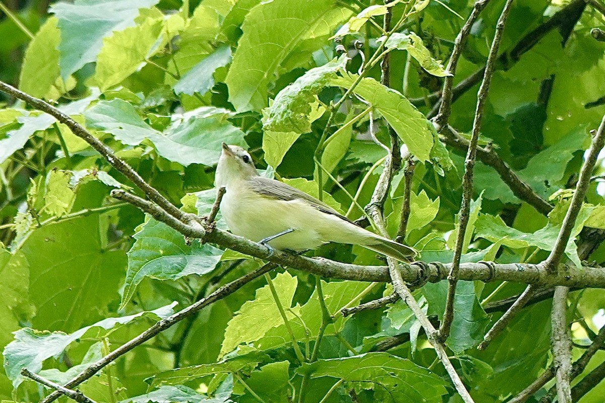 Warbling Vireo - ML636190563