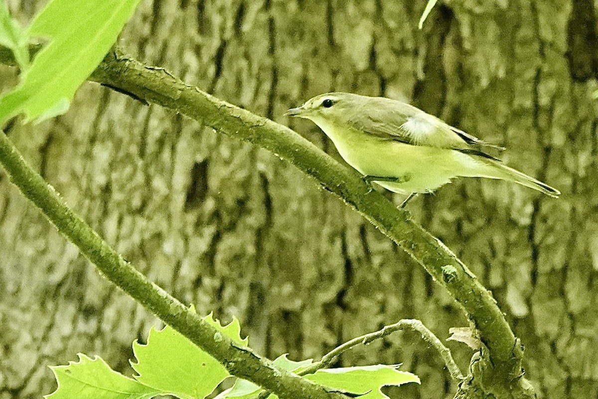 Warbling Vireo - ML636190564