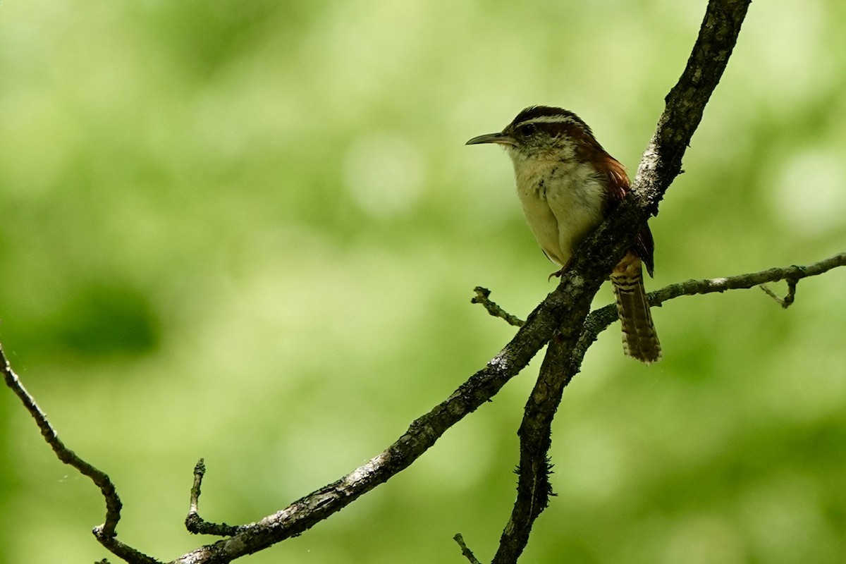 Carolina Wren - ML636190583
