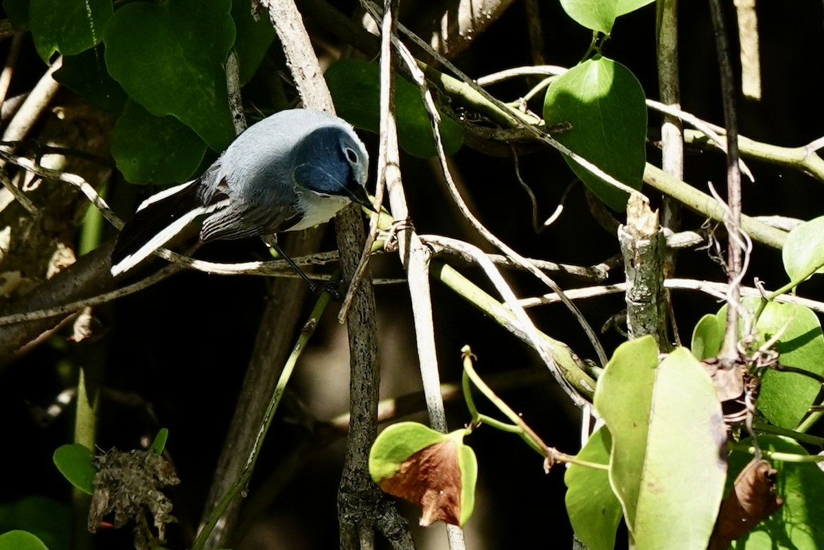 Blue-gray Gnatcatcher - ML636190762
