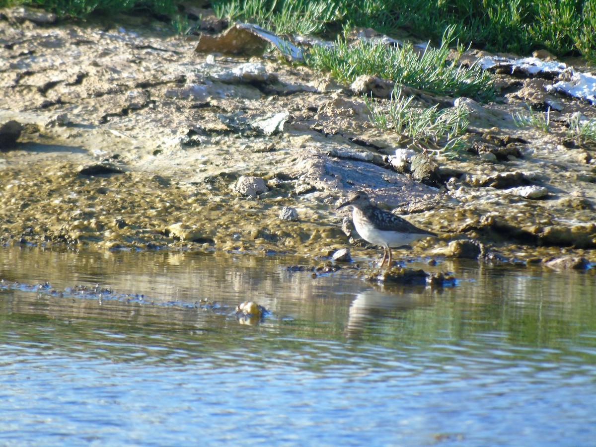 pygmésnipe - ML63619091