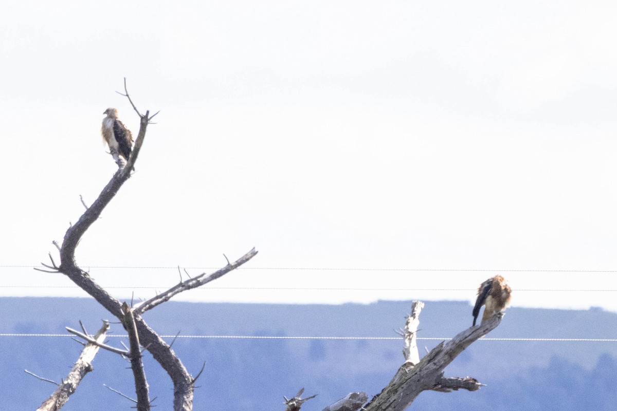 Whistling Kite - ML636190998