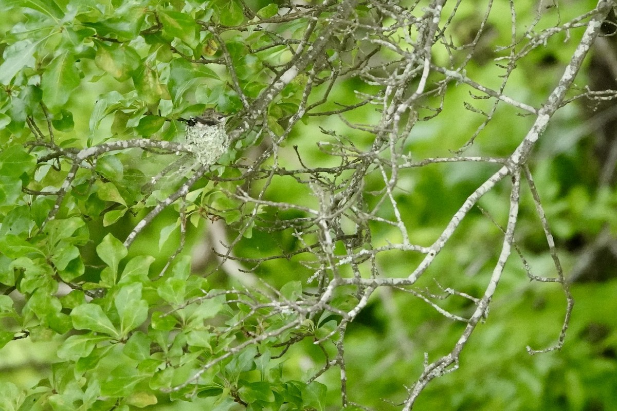 Ruby-throated Hummingbird - ML636191189