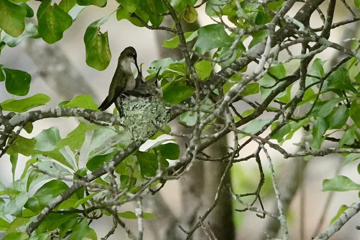 Ruby-throated Hummingbird - ML636191283
