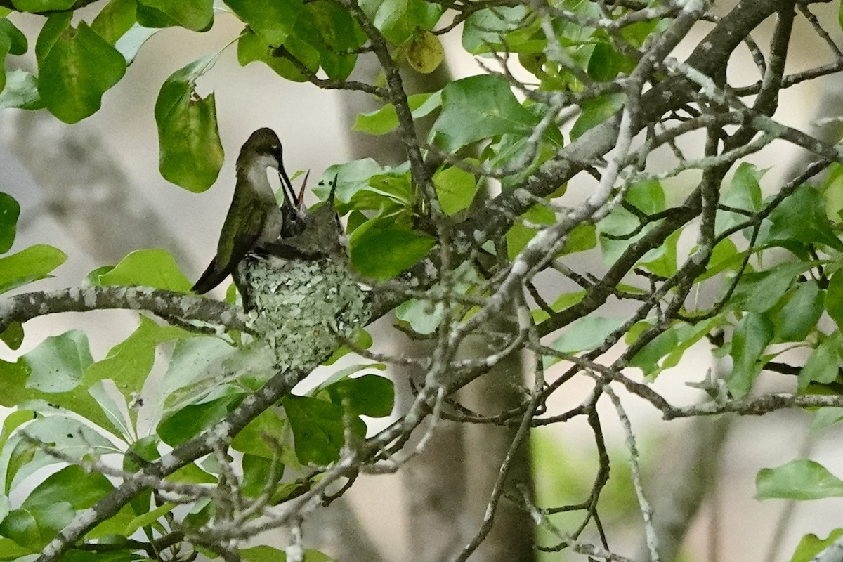 Ruby-throated Hummingbird - ML636191284