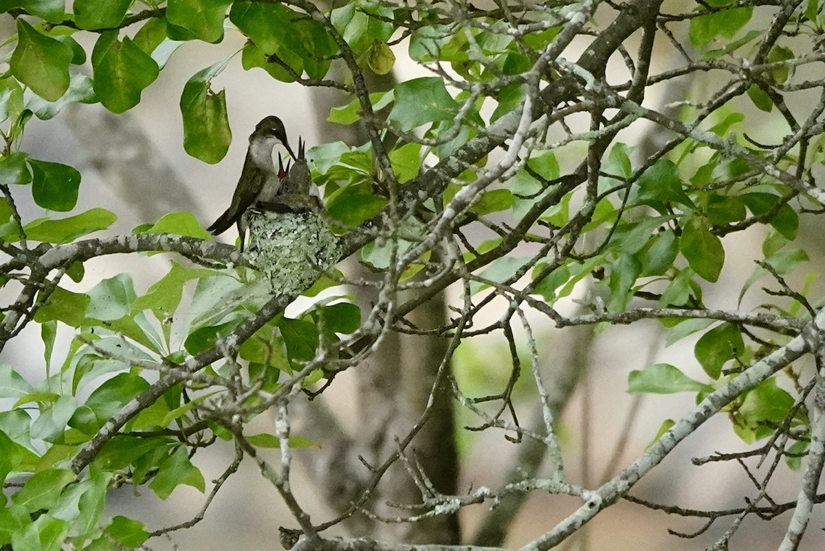 Ruby-throated Hummingbird - ML636191285