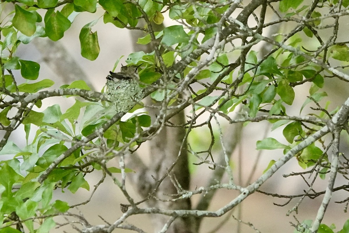 Ruby-throated Hummingbird - ML636191286