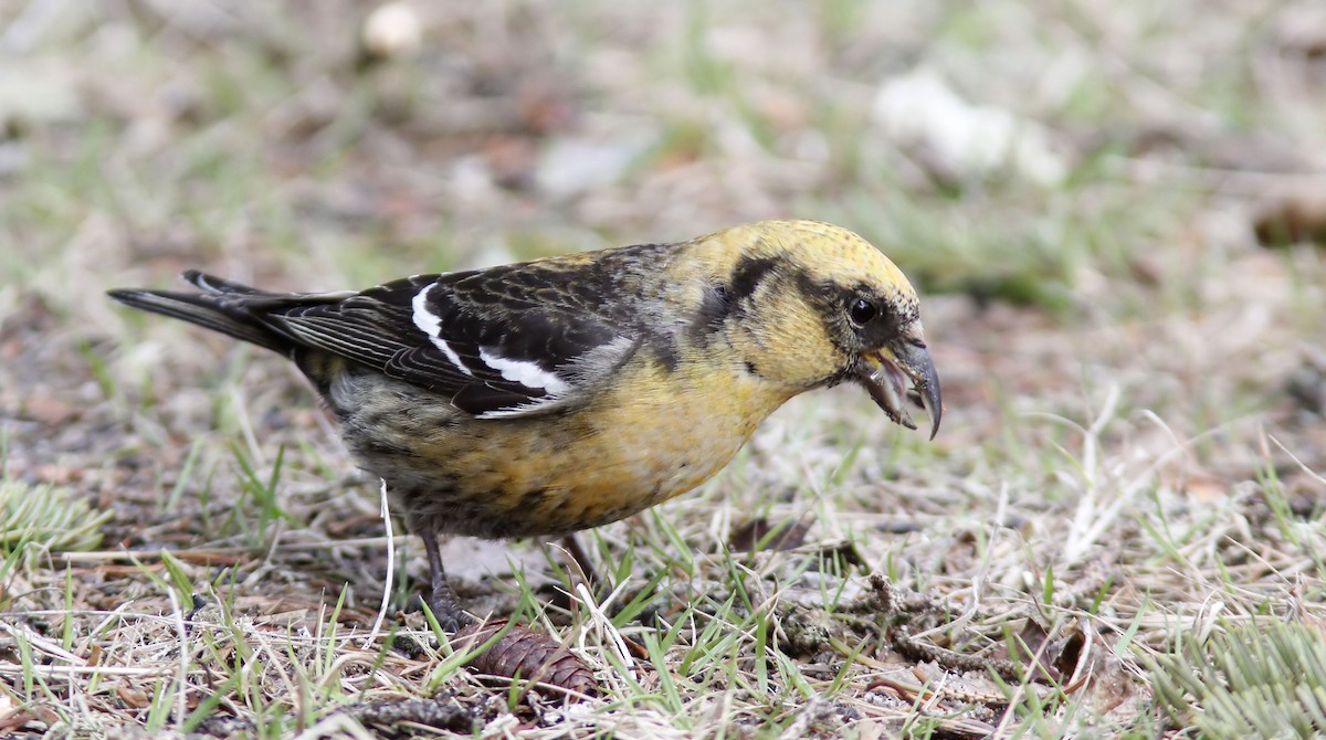 Тольт солбин хошуут - ML636191314