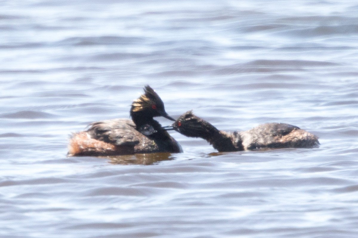 Eared Grebe - ML63619151