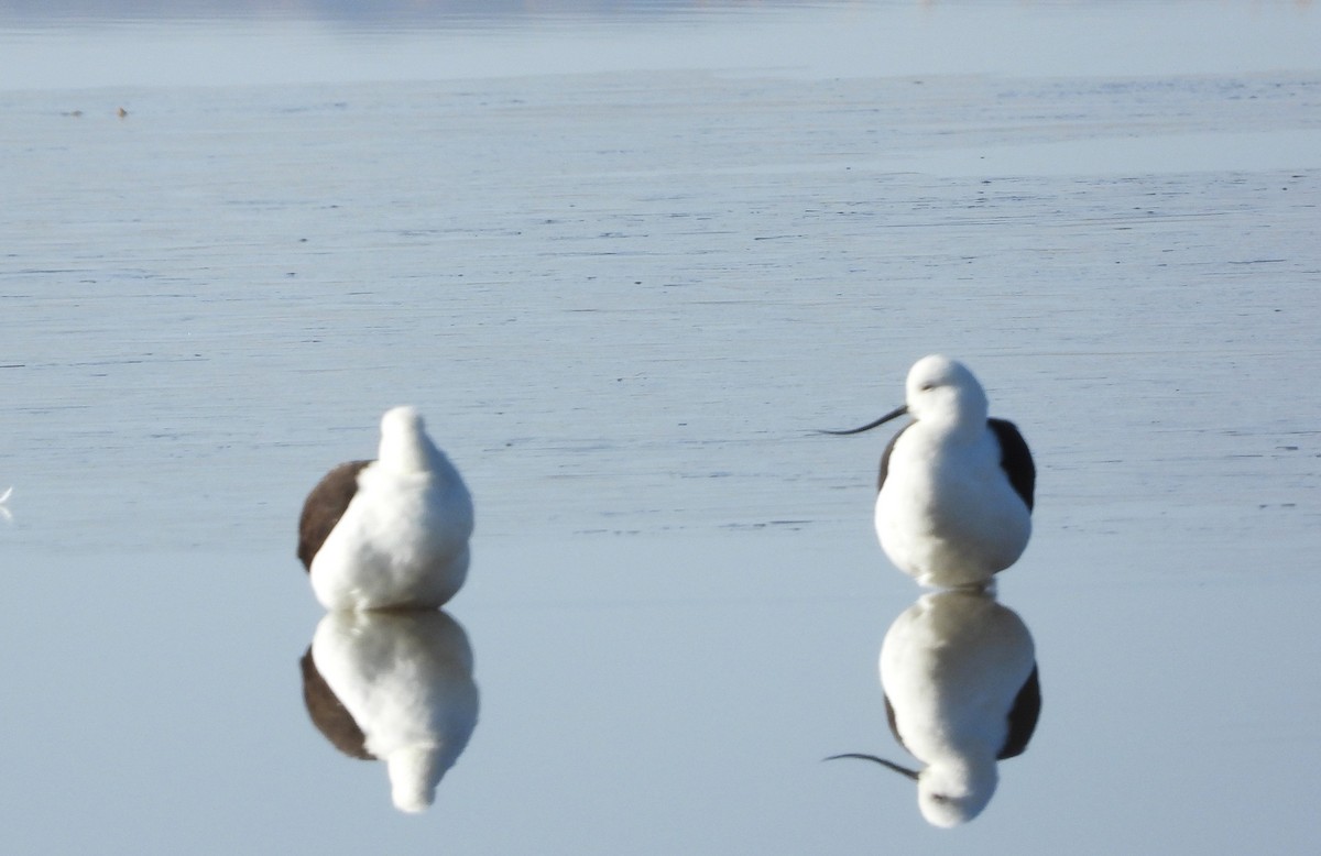 Andean Avocet - ML636191608