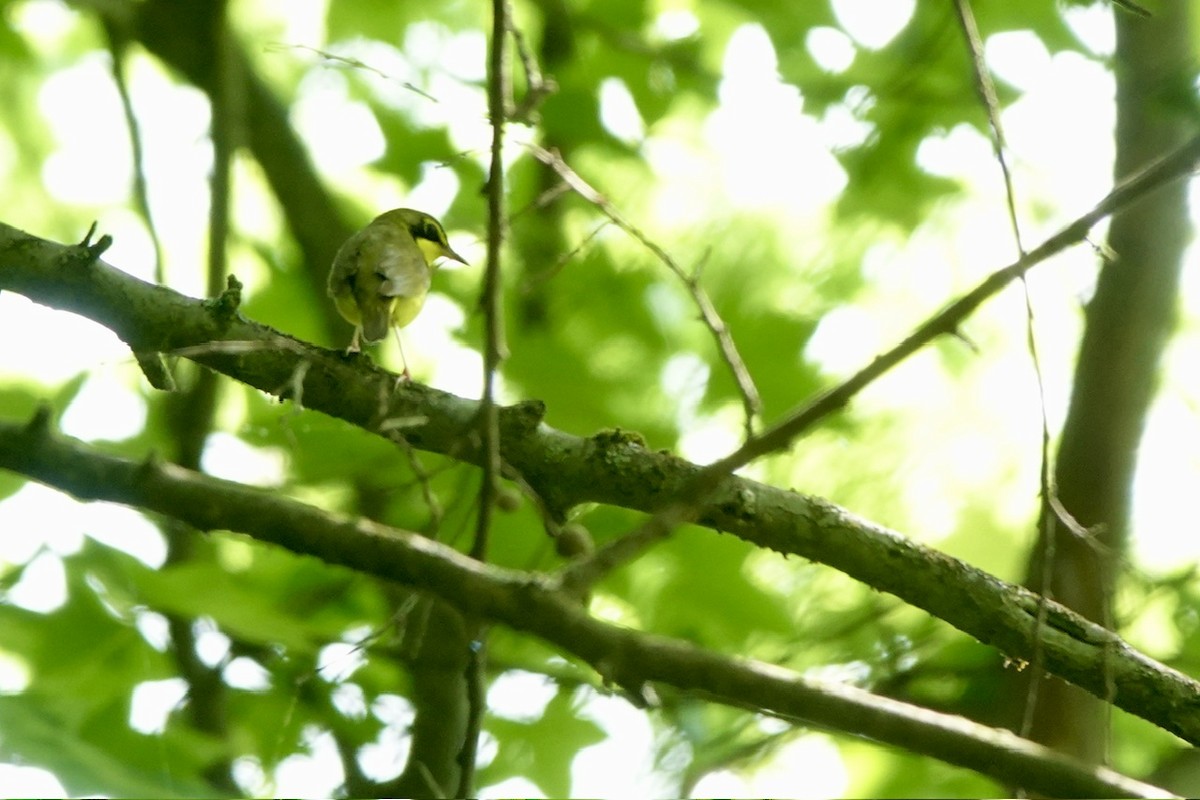 Kentucky Warbler - ML636191650