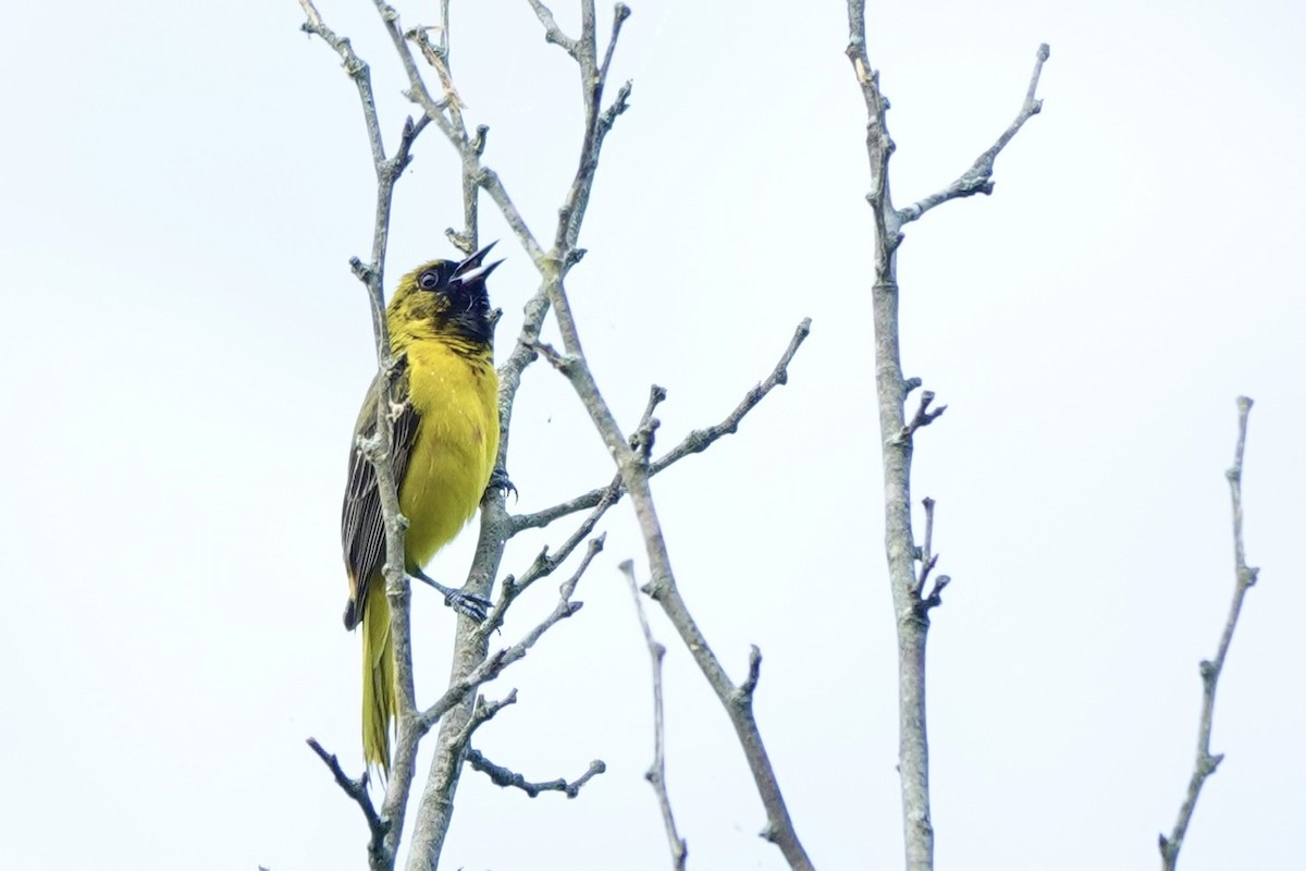 Orchard Oriole - ML636191708