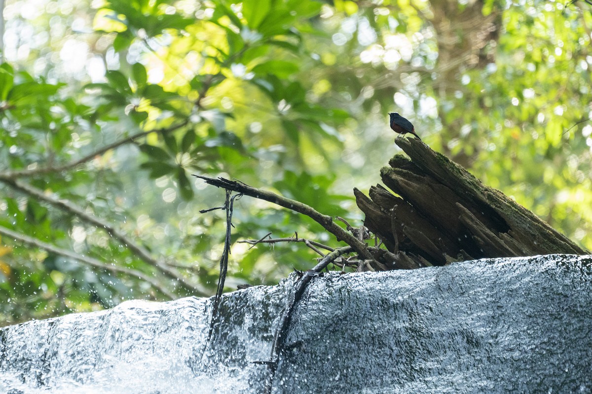 シロボウシカワビタキ - ML636191772