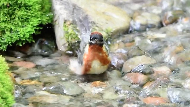 Bay-breasted Warbler - ML636191788
