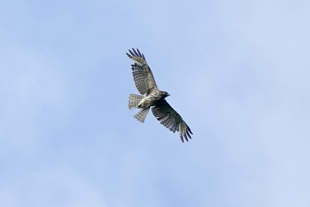 Red-shouldered Hawk - ML636191839
