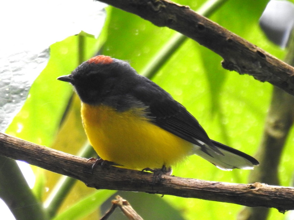 Черногорлая канделита - ML636191942