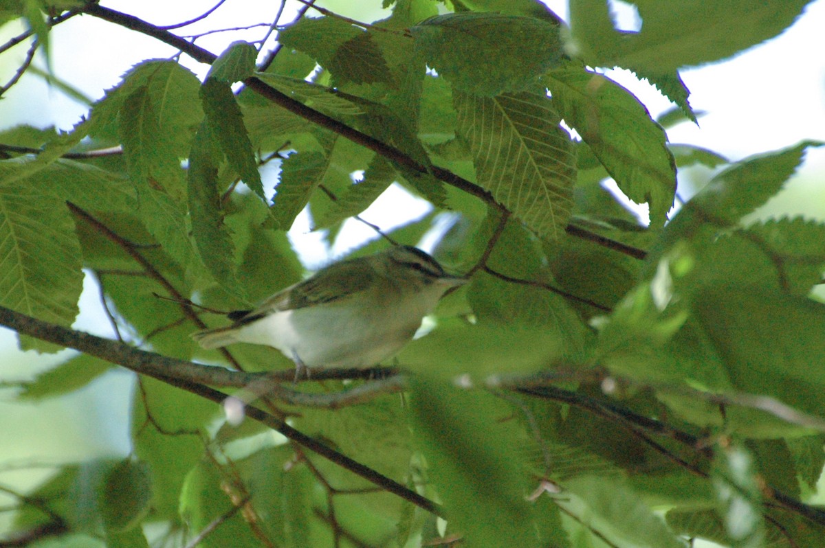 Red-eyed Vireo - ML636191972