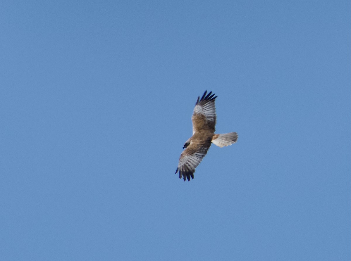 Намгийн хулд - ML636192133