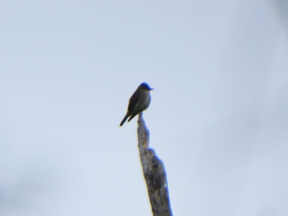 ナキヒタキモドキ - ML636192318