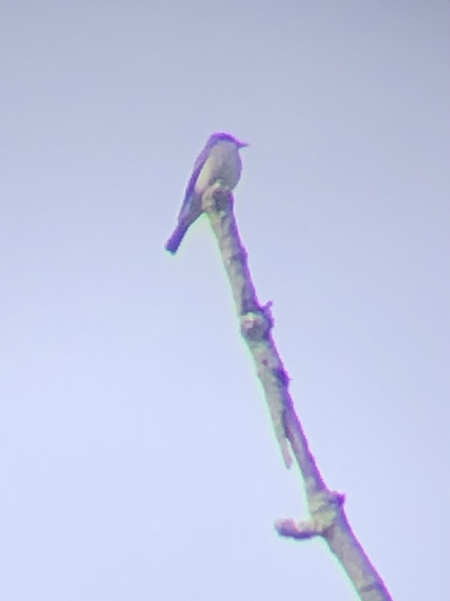 Eastern Wood-Pewee - ML636192367