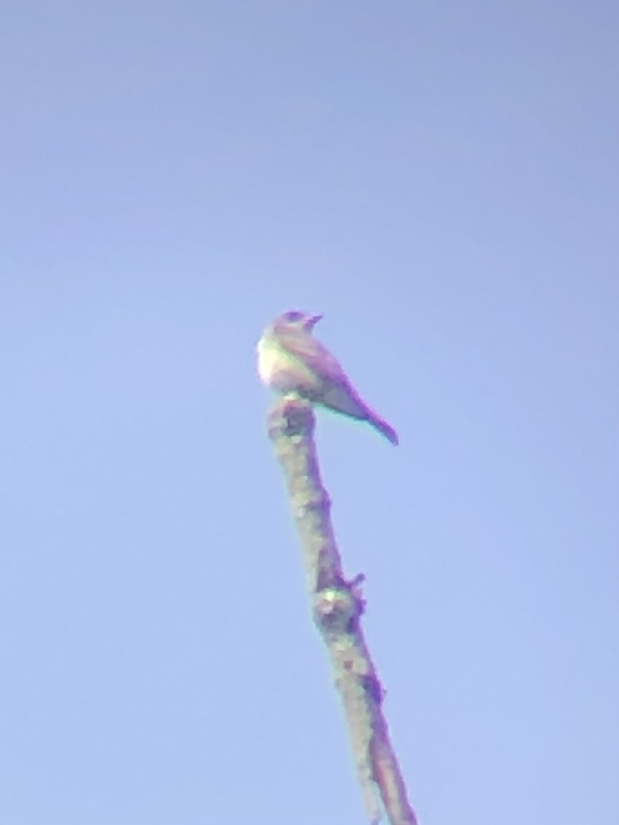 Eastern Wood-Pewee - ML636192368