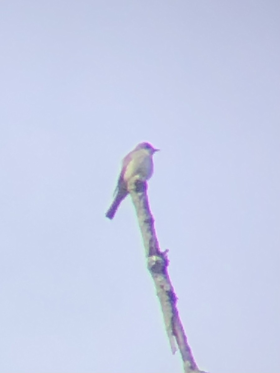 Eastern Wood-Pewee - ML636192369
