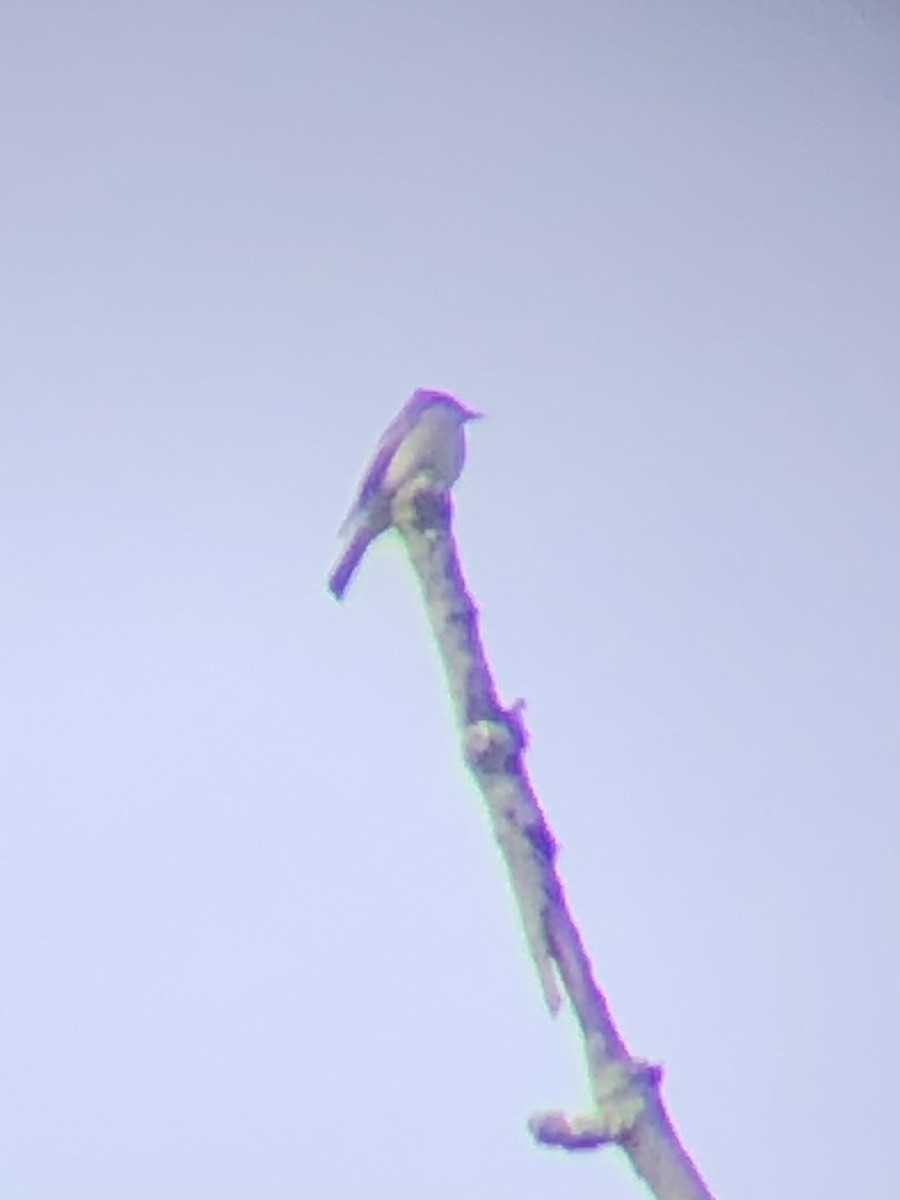 Eastern Wood-Pewee - ML636192370