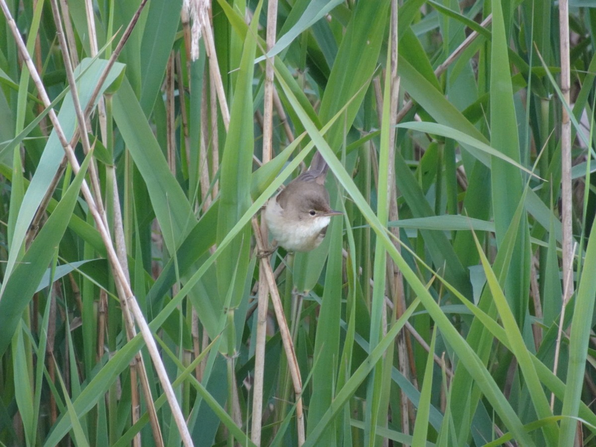 Common Reed Warbler (Common) - ML636192388