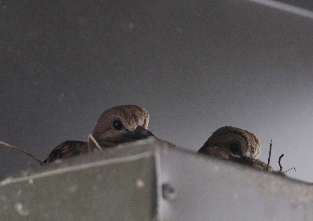 Mourning Dove - ML636192511