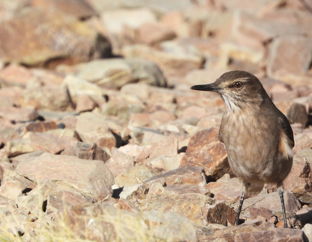 Black-billed Shrike-Tyrant - ML636192530