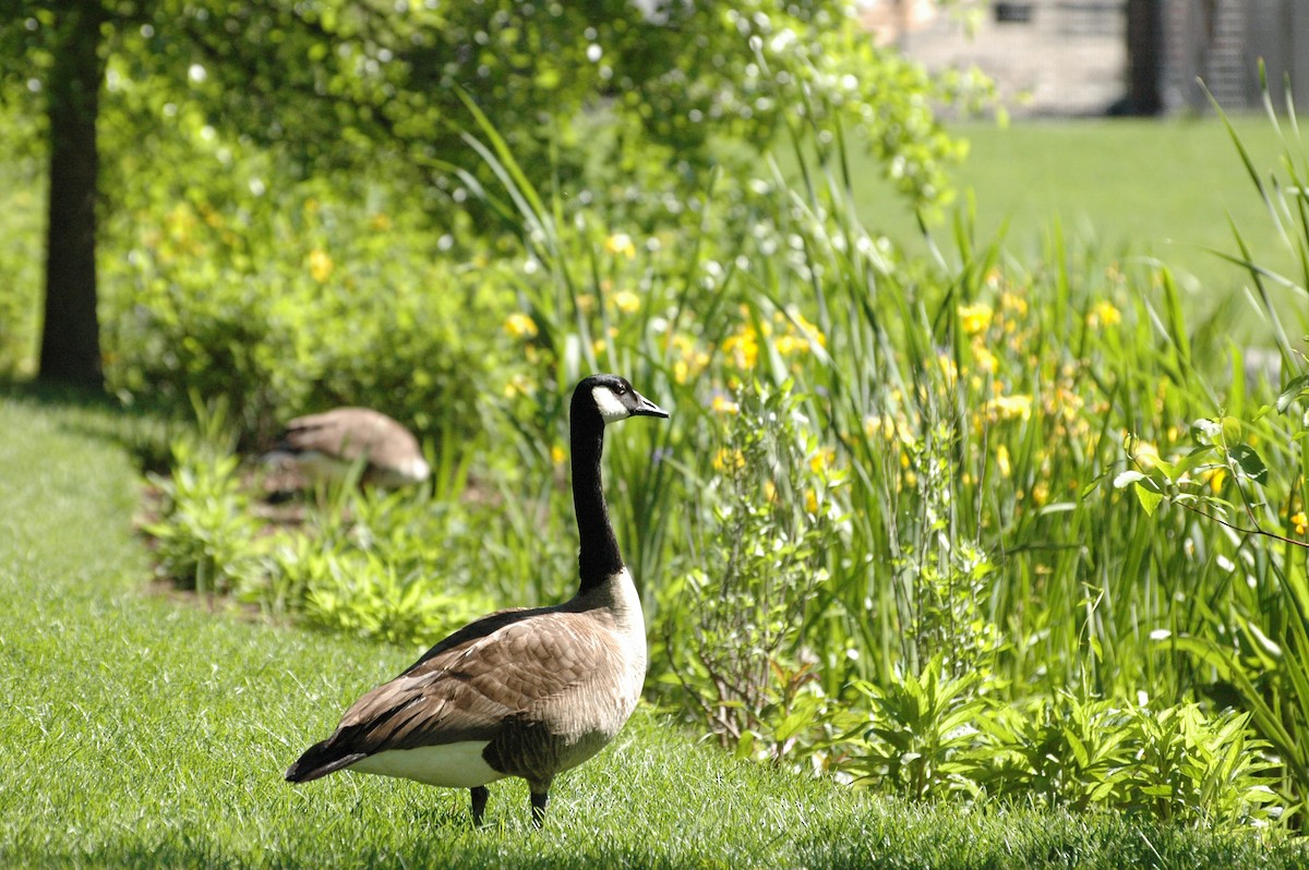 Канад галуу - ML636192534