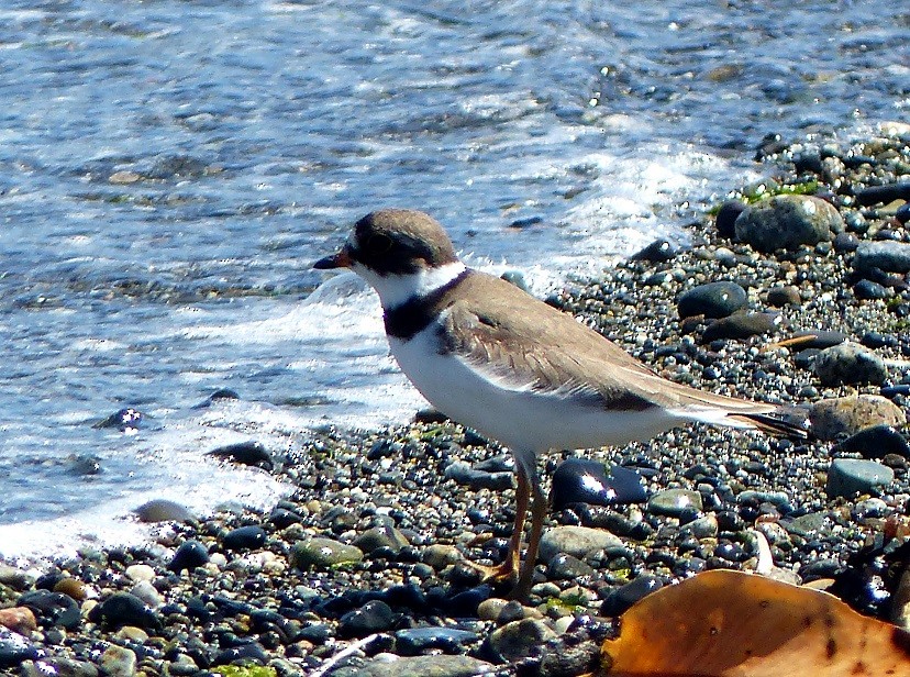 Semipalmated Plover - ML63619291