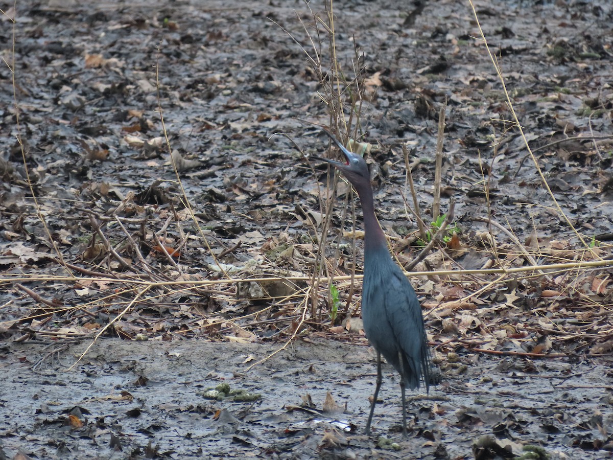 Little Blue Heron - ML636193151