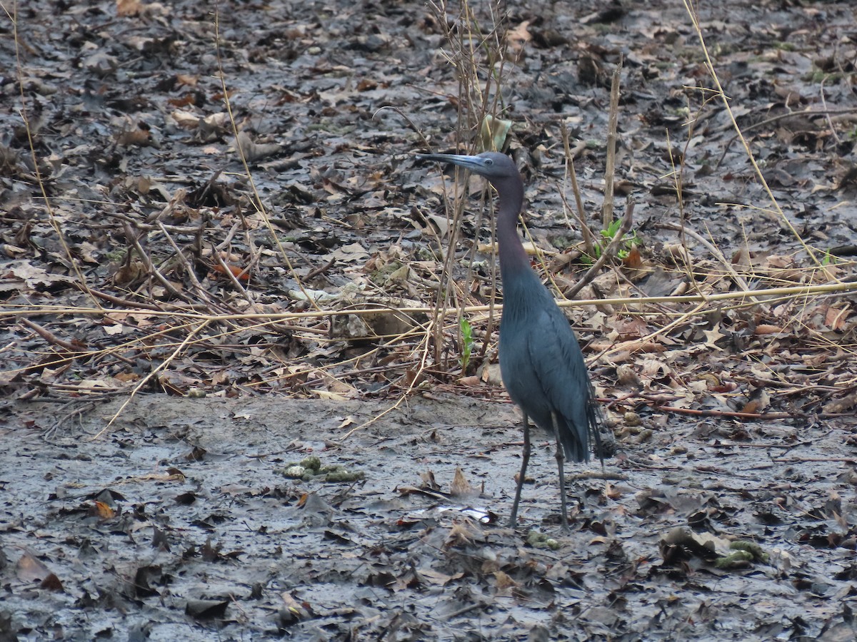 Little Blue Heron - ML636193152