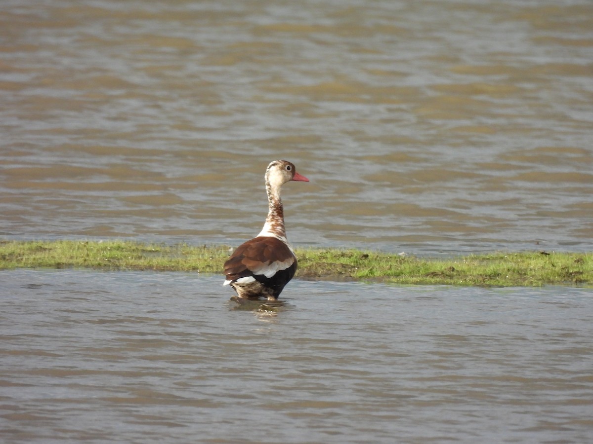 Black-bellied Whistling-Duck - ML636193161