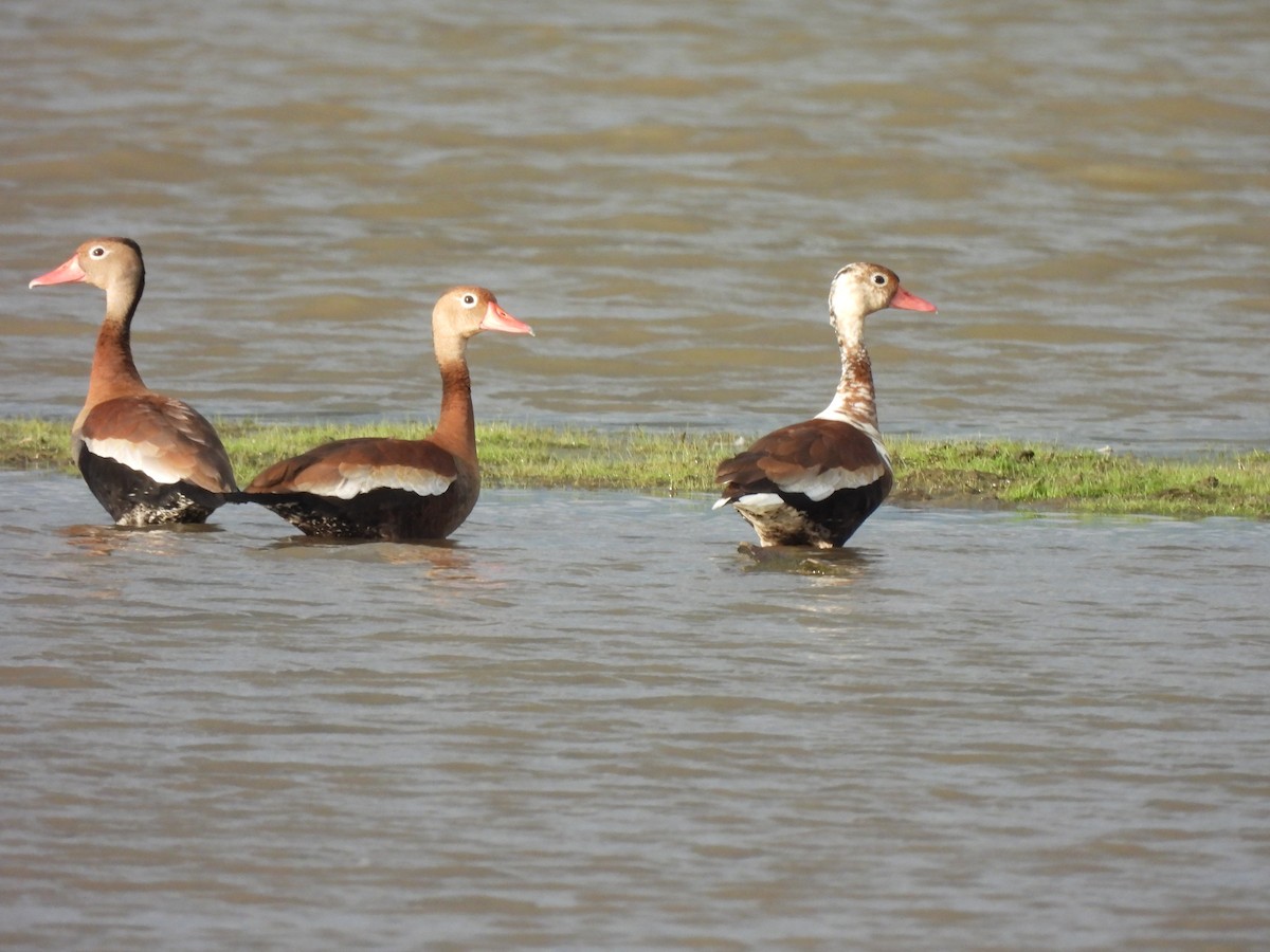Black-bellied Whistling-Duck - ML636193219