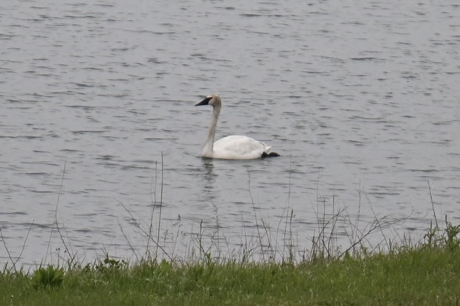 Trumpeter Swan - ML636193229