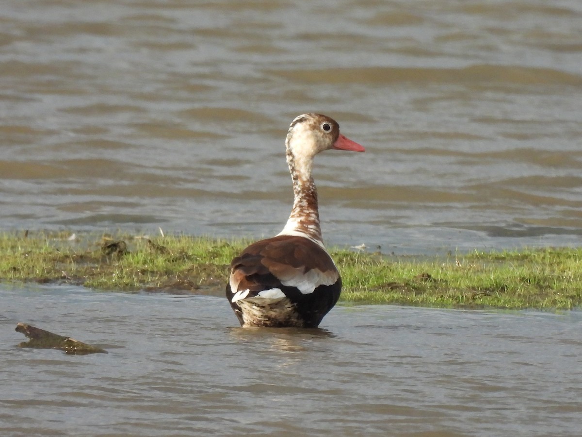 Black-bellied Whistling-Duck - ML636193261